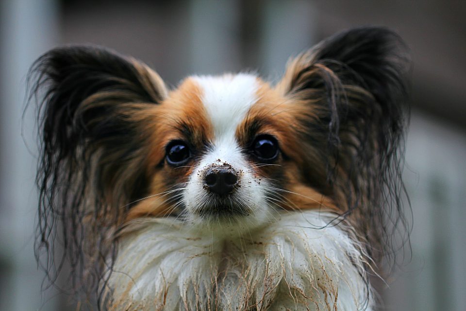Spaniel Anão Continental
