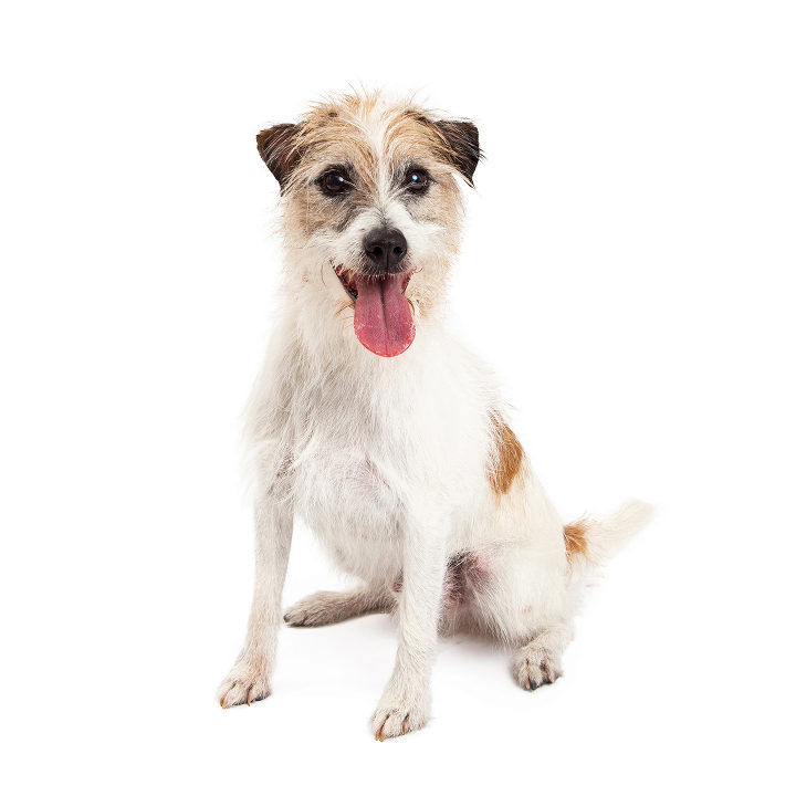 Parson Russel Terrier