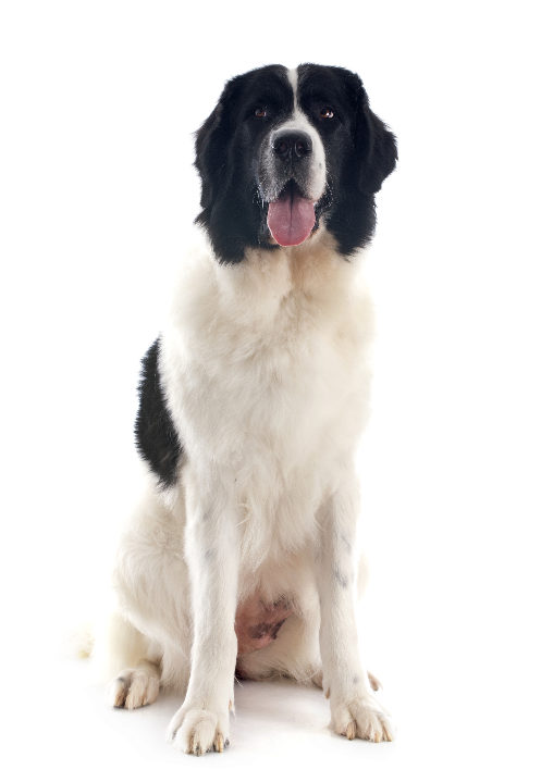 Landseer (Tipo Europeu Continental)