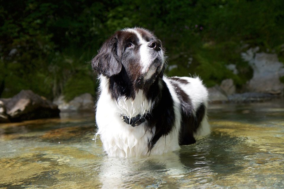 Landseer (Tipo Europeu Continental)