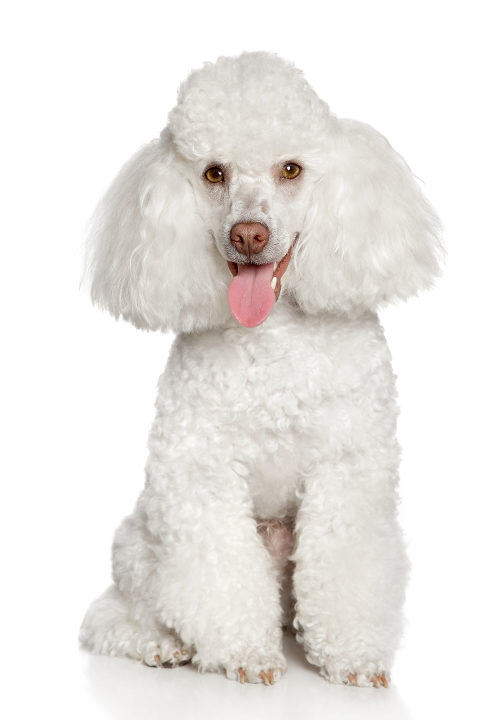Medium Poodle