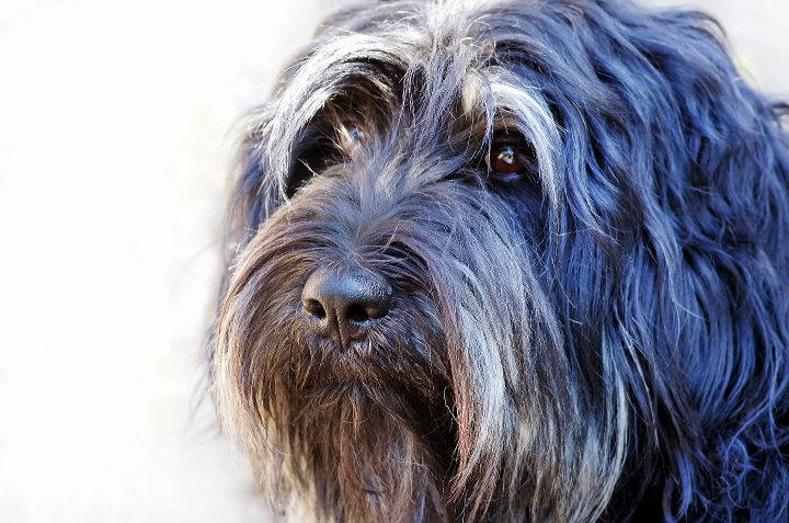 Cão da Serra de Aires