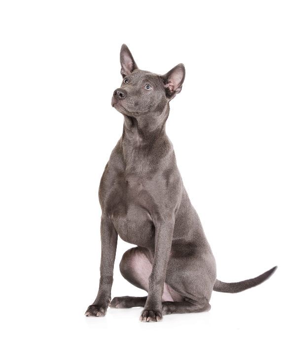 Thai Ridgeback Dog