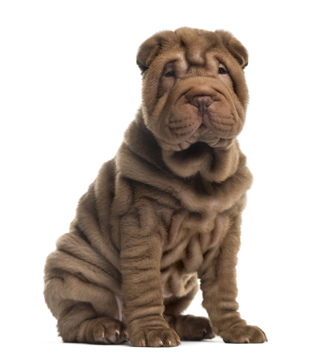 Shar Pei