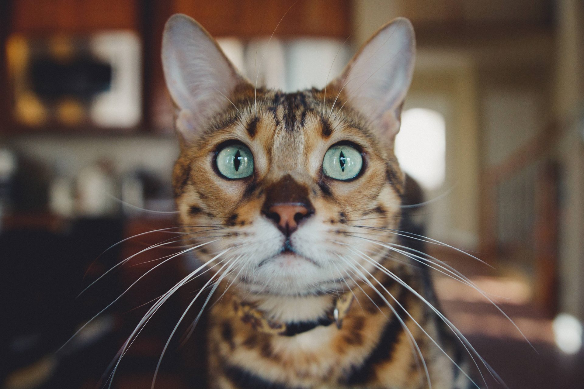 Bengal